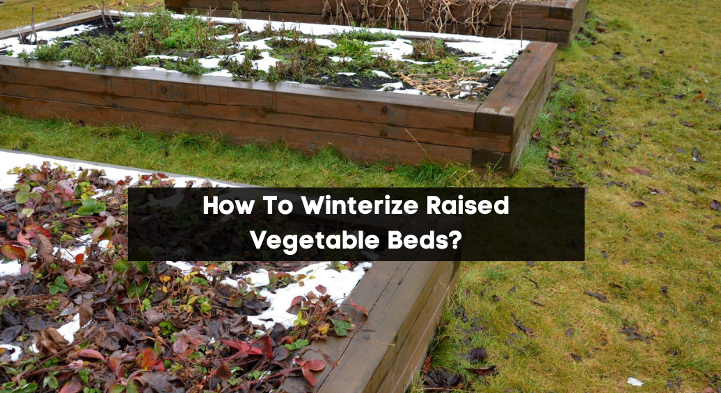 How To Winterize Raised Vegetable Beds?