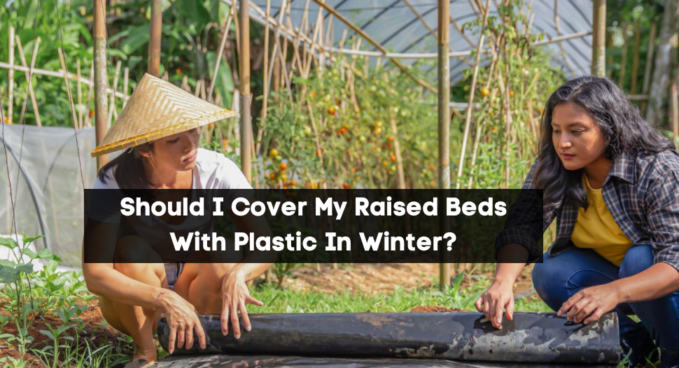 Should I Cover My Raised Beds With Plastic In Winter?
