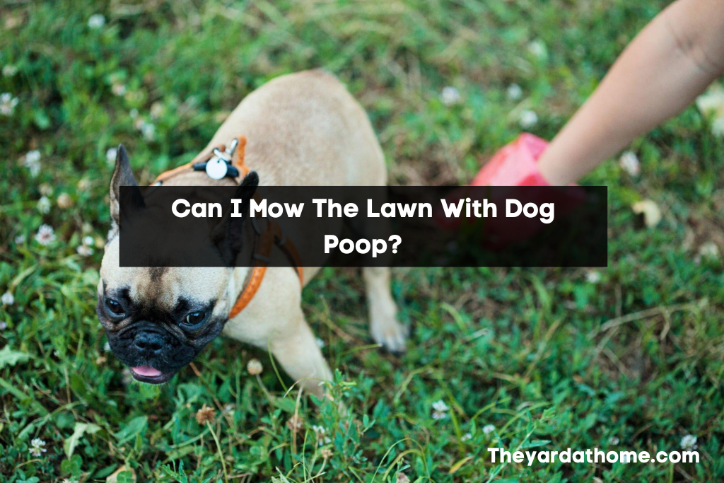 Can I Mow The Lawn With Dog Poop?