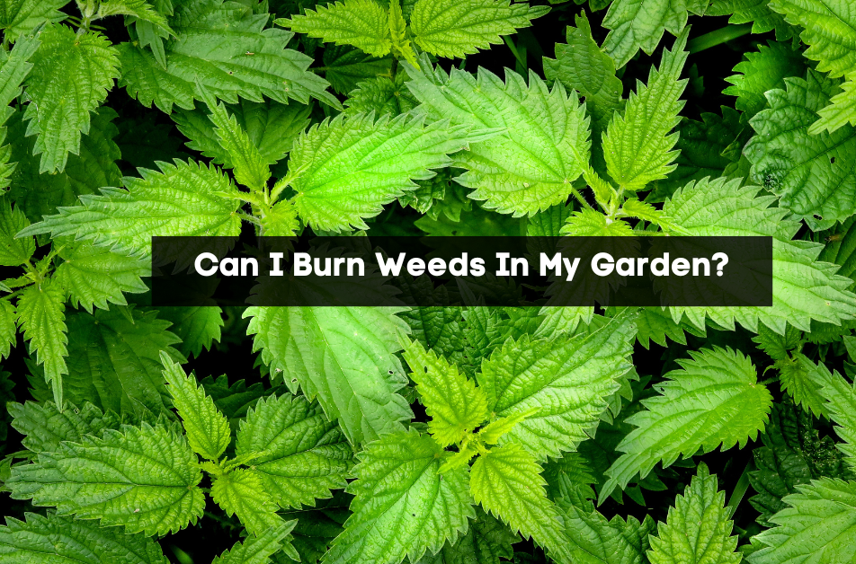 Can I Burn Weeds In My Garden?