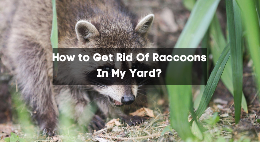 How to Get Rid Of Raccoons In My Yard?