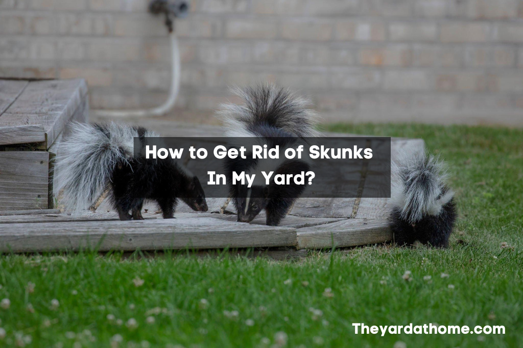 How to Get Rid of Skunks In My Yard?