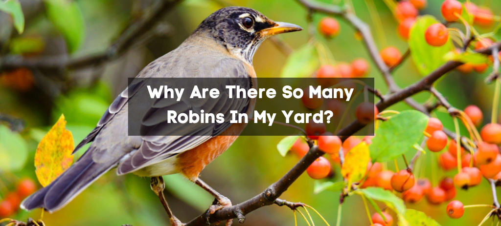 Why Are There So Many Robins In My Yard?