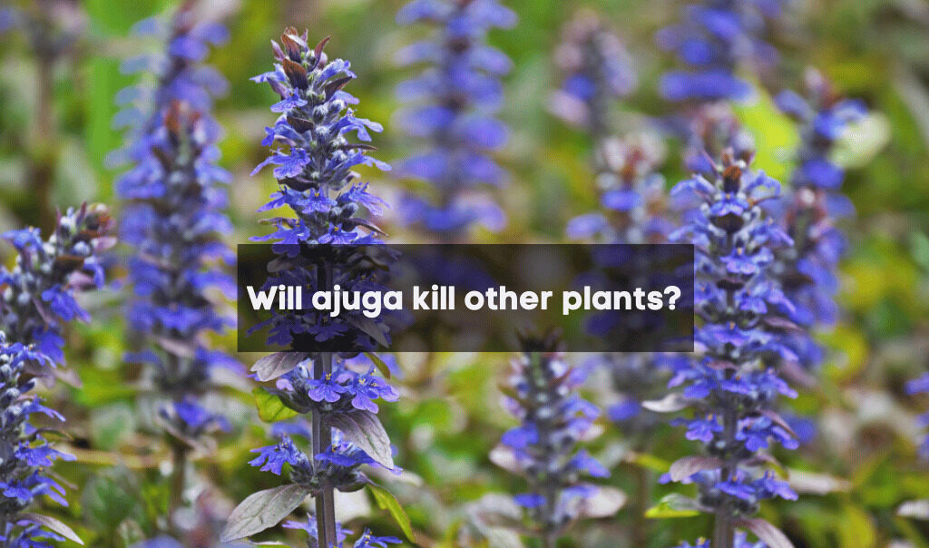 Will ajuga kill other plants?