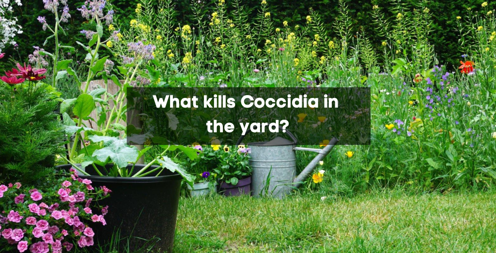 What kills Coccidia in the yard?