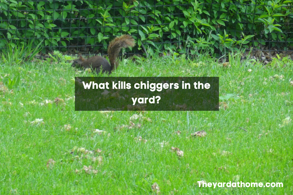 What kills chiggers in the yard? (Working Method)