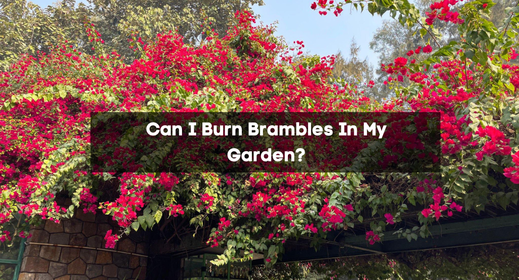 Can I Burn Brambles In My Garden?