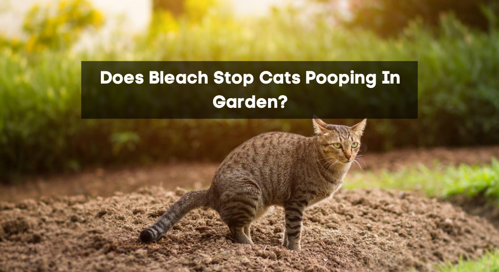 Does Bleach Stop Cats Pooping In garden