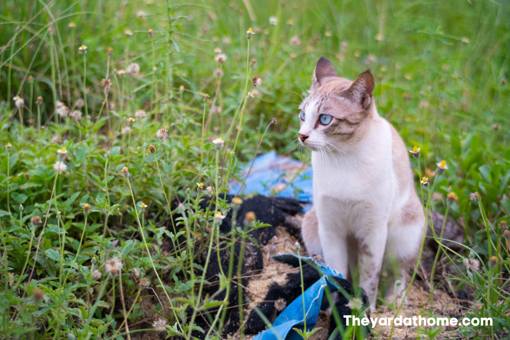 Does Bleach Stop Cats Pooping In Garden -