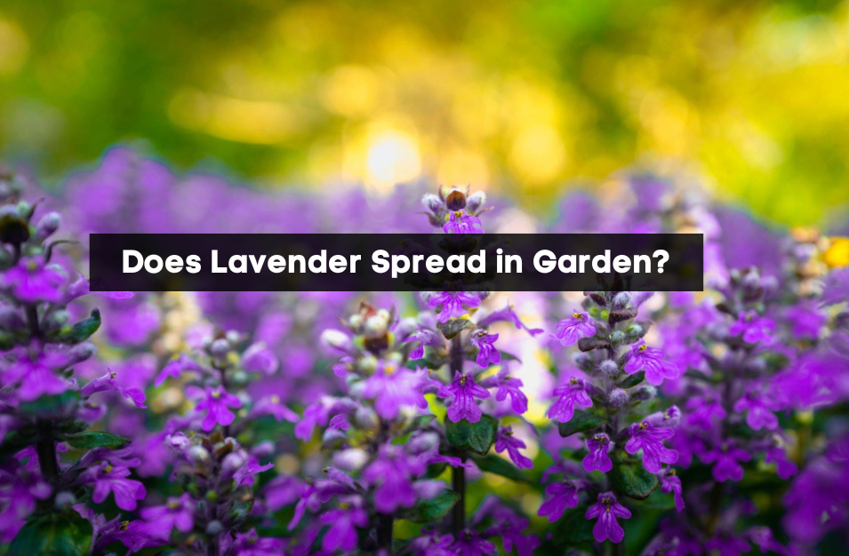 does lavender spread in garden