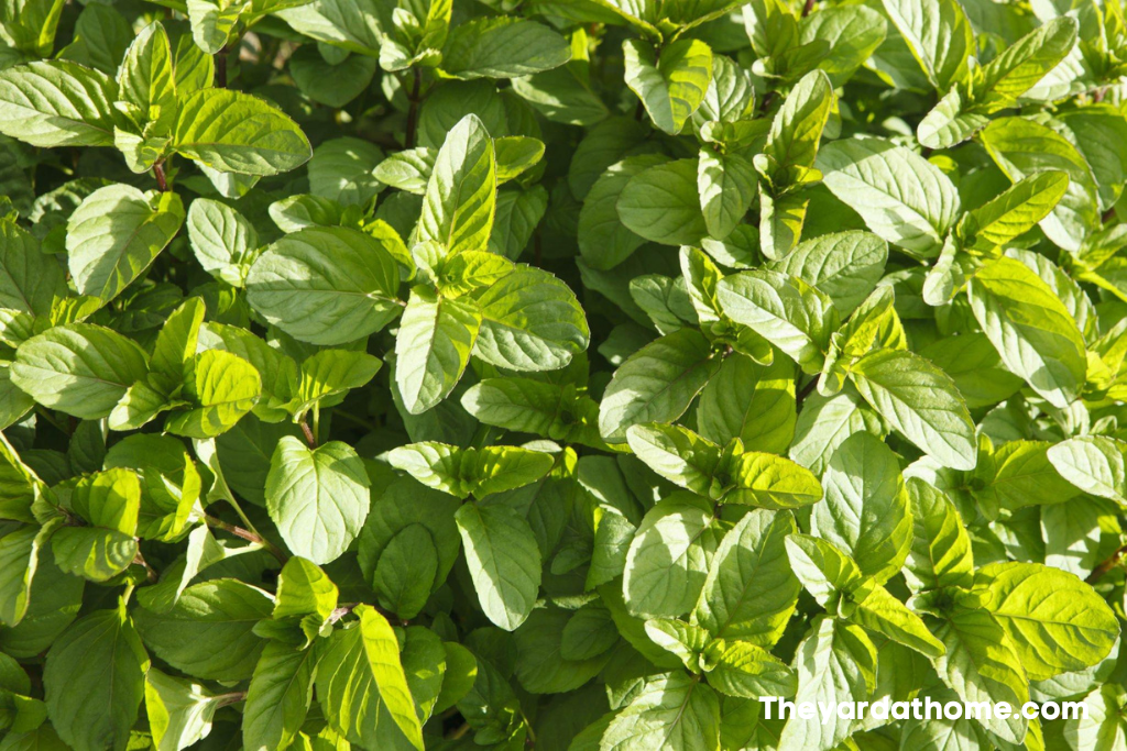 Does Mint Spread In The Garden 1 -
