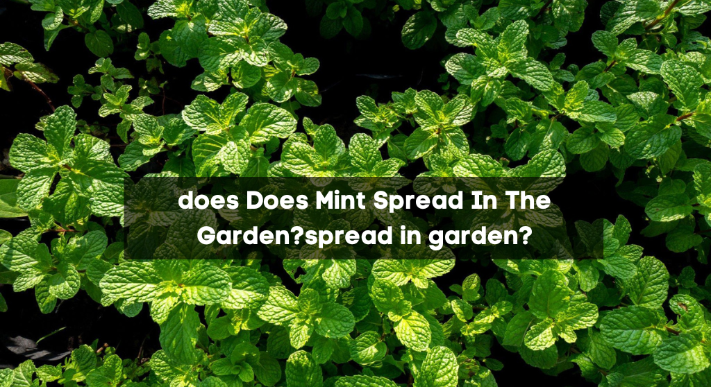 Does Mint Spread In The Garden?