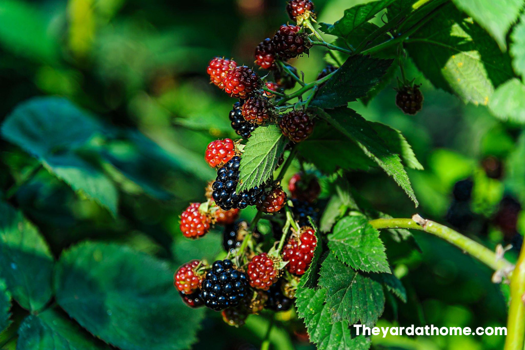 How To Get Rid of Brambles Organically -