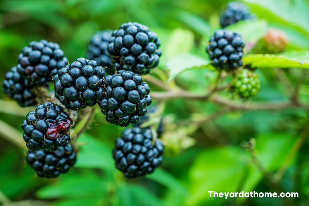 How to get rid of brambles naturally 3 1 -