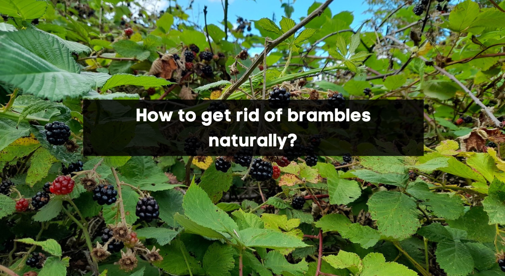 How to get rid of brambles naturally?