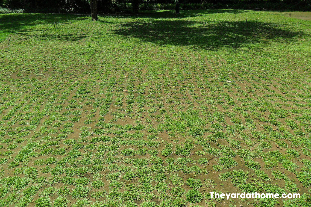 How to plant zoysia grass seed?
