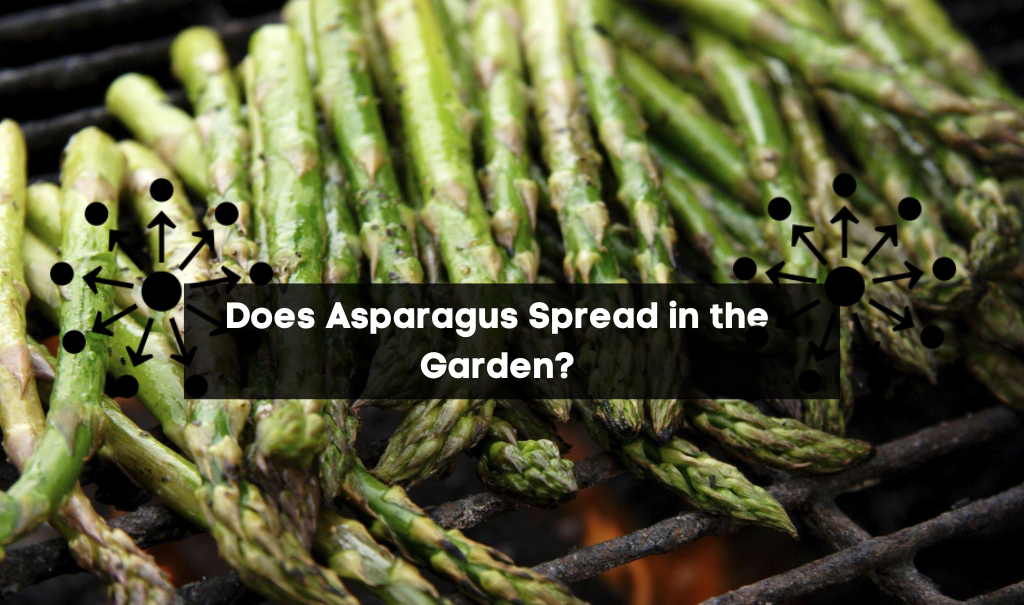 Does Asparagus Spread in the Garden?