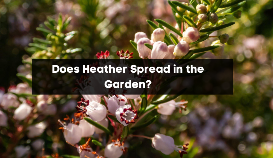 Does Heather Spread in the Garden?