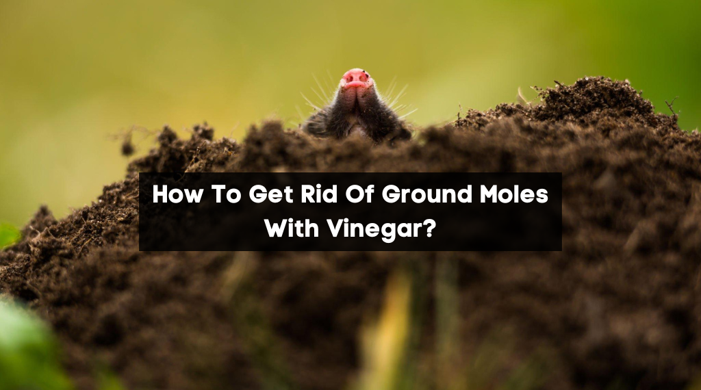 How To Get Rid Of Ground Moles With Vinegar?