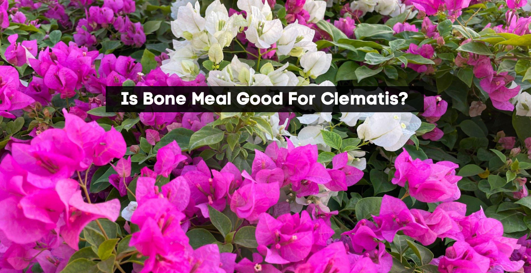Is Bone Meal Good For Clematis?