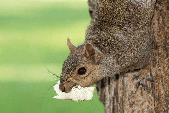 Can Squirrels Eat Bread?
